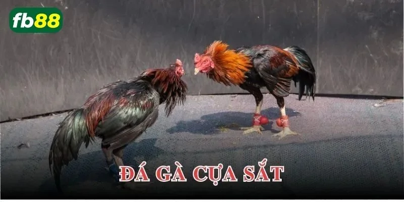 Đá gà cựa sắt online được xem là sảnh chơi gà chọi đỉnh cao hàng đầu năm 2025.