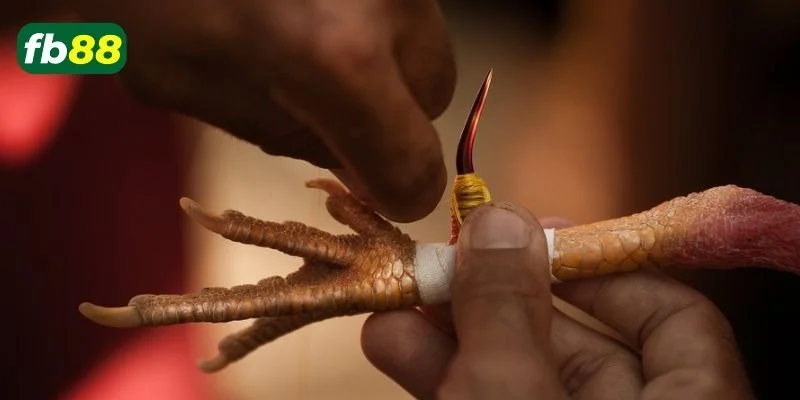 Luật chơi chi tiết và cách chơi đá gà với cựa sắt mới nhất.