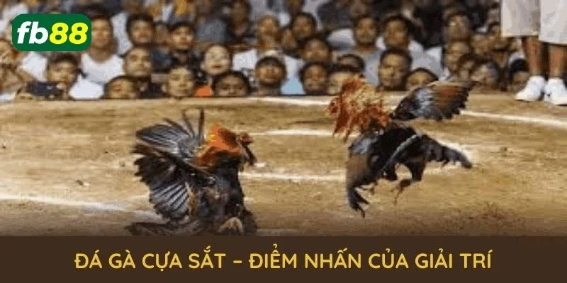 Kinh nghiệm hay khi chơi chọi gà cựa sắt từ cao thủ 2025.