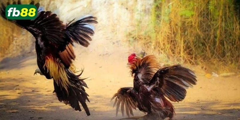 Đá gà online FB88 là sảnh cược vô cùng thu hút người chơi.