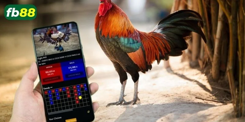 Xem đá gà tại nhà cái giao diện rất bắt mắt