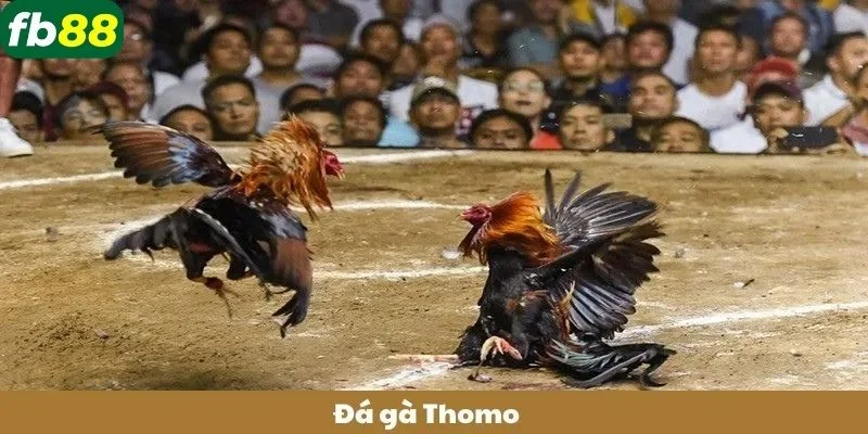 Các trận đấu tường thuật đá gà Thomo thu hút đông đảo người chơi tham gia.