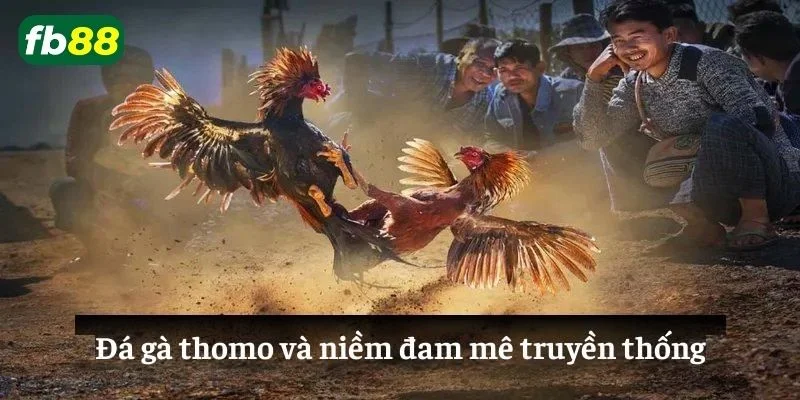 Tìm hiểu chi tiết về nền tảng Đá gà Thomo trực tuyến