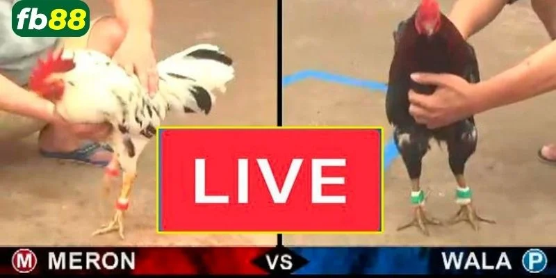 Tổng hợp những kinh nghiệm cá cược khi theo dõi đá gà Thomo trực tuyến