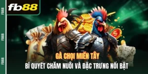 Gà chọi miền Tây